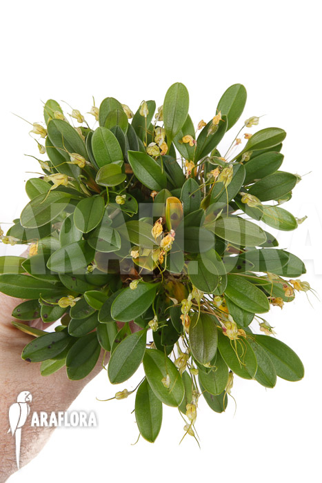 Masdevallia nidifica ‚Yellow‘