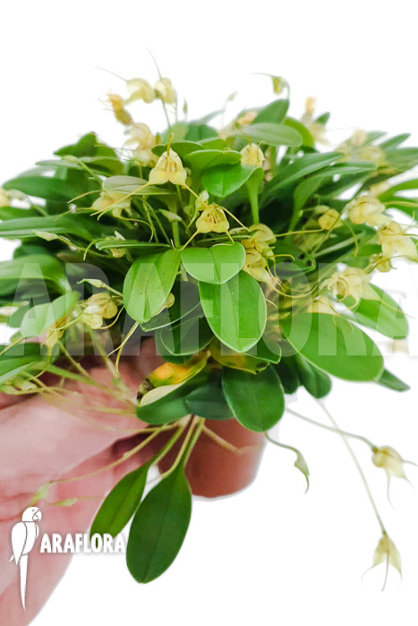 Masdevallia nidifica ‚Yellow‘