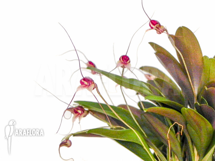 Masdevallia nifidica ‚dark‘