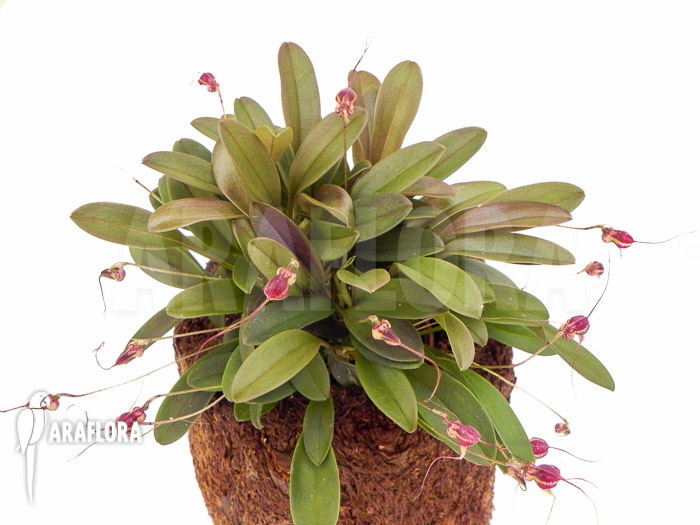 Masdevallia nifidica ‚dark‘