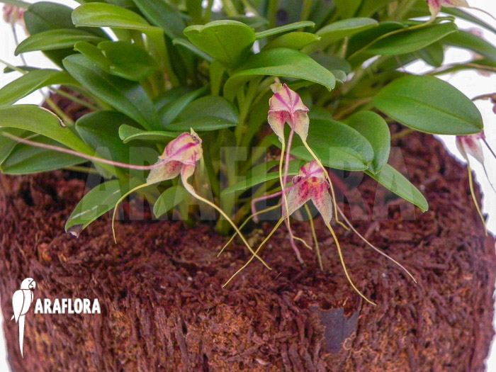 Masdevallia nifidica ‚green‘