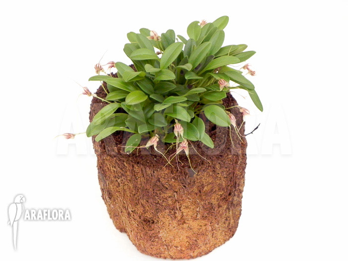 Masdevallia nifidica ‚green‘