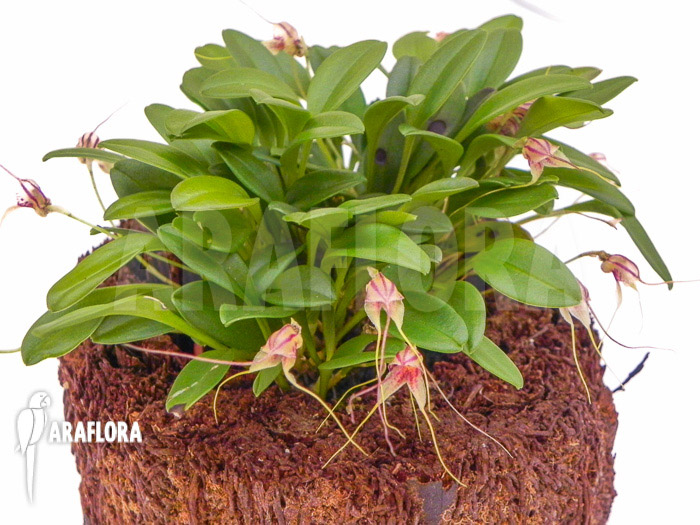 Masdevallia nifidica ‚green‘