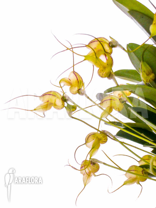 Masdevallia nifidica ‚yellow‘