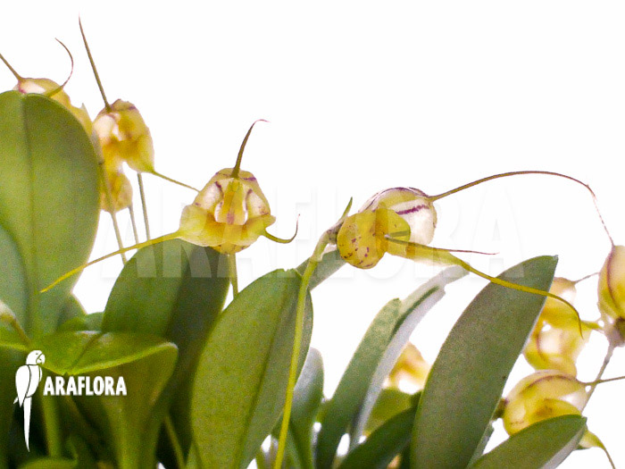 Masdevallia nifidica ‚yellow‘