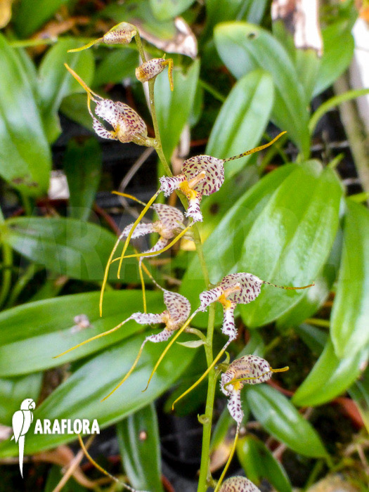 Masdevallia pachyura
