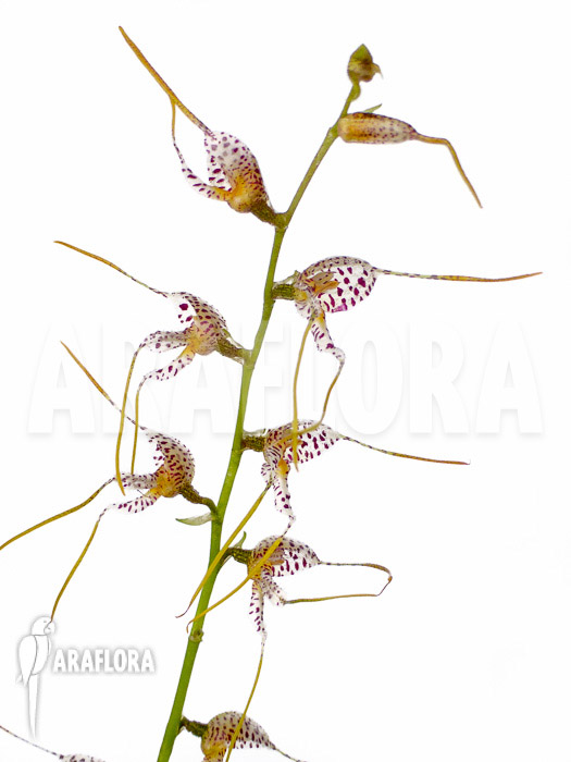 Masdevallia pachyura flower