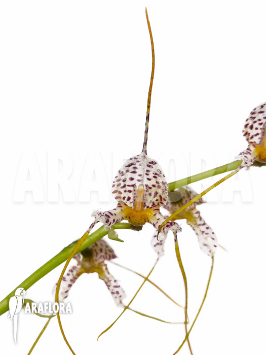 Masdevallia pachyura flower