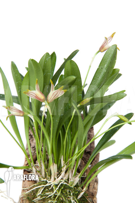 Masdevallia striatella ‚mounted‘