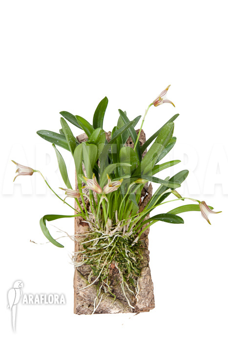 Masdevallia striatella ‚mounted‘