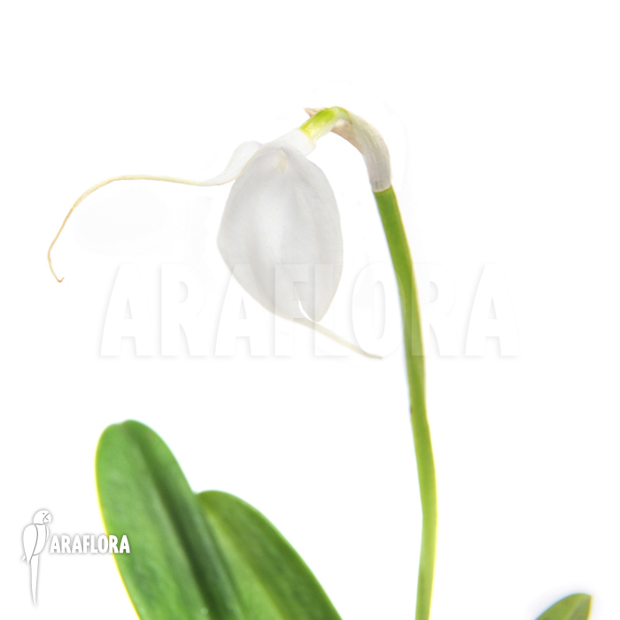Masdevallia tovarensis