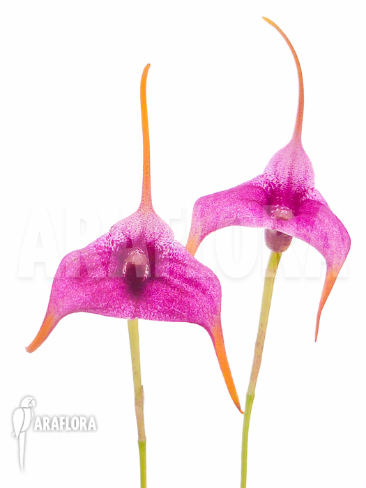 Masdevallia x Purple Prince
