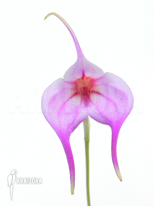 Masdevallia x ‚Pink‘