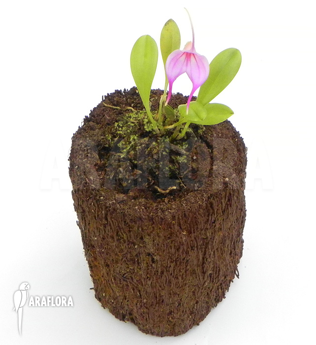 Masdevallia x ‚Pink‘