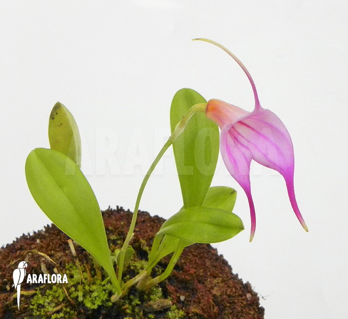 Masdevallia x ‚Pink‘