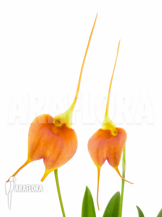 Masdevallia x new orange