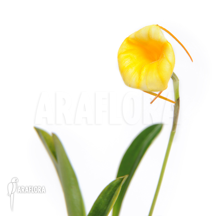 Masdevallia x Liana ‚Yellow‘