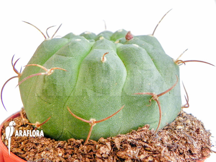 Matucana madisoniorum