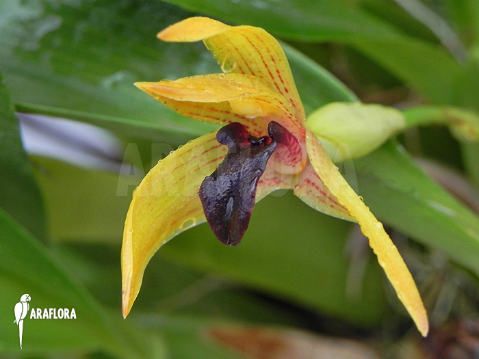 Maxillaria cucullata