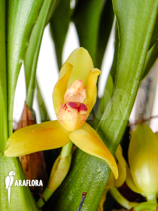 Maxillaria rufescens ‚yellow flower‘