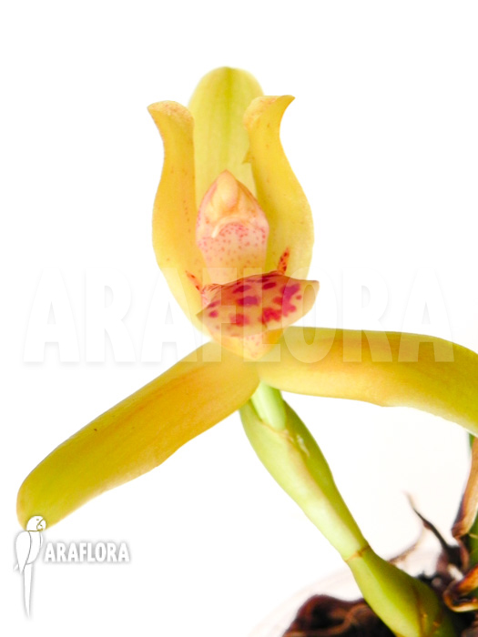 Maxillaria rufescens ‚yellow flower‘