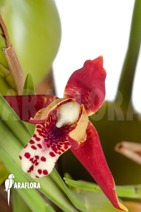 Maxillaria tenuifolia ‚L‘