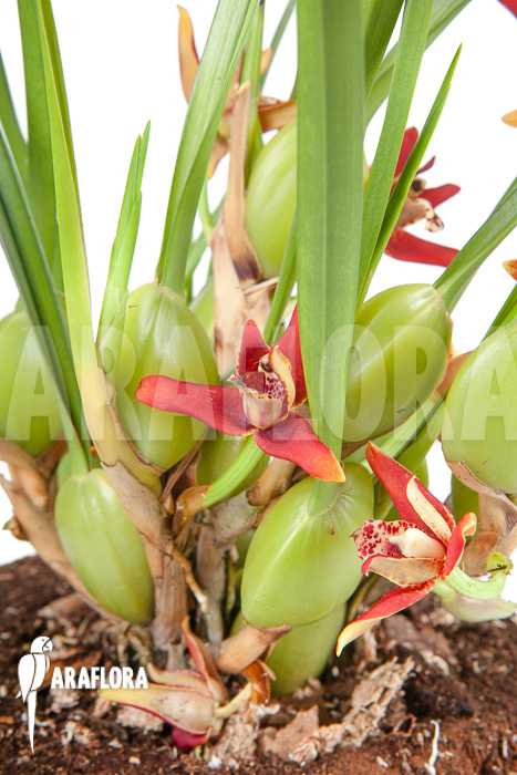 Maxillaria tenuifolia ‚L‘