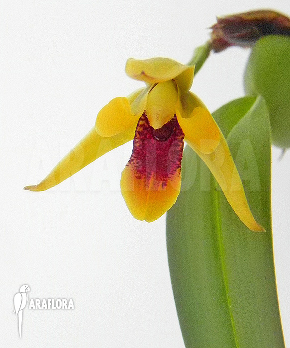 Maxillaria variabilis ‚S‘