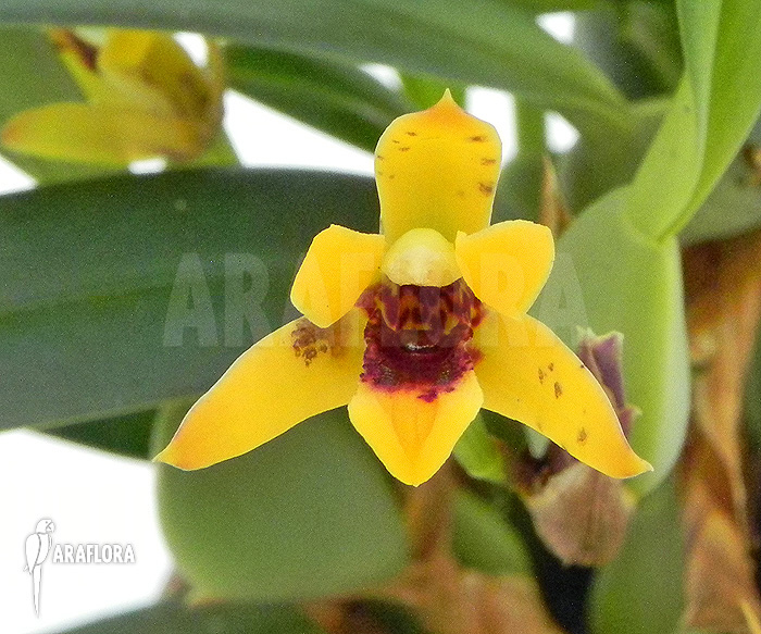 Maxillaria variabilis ‚S‘