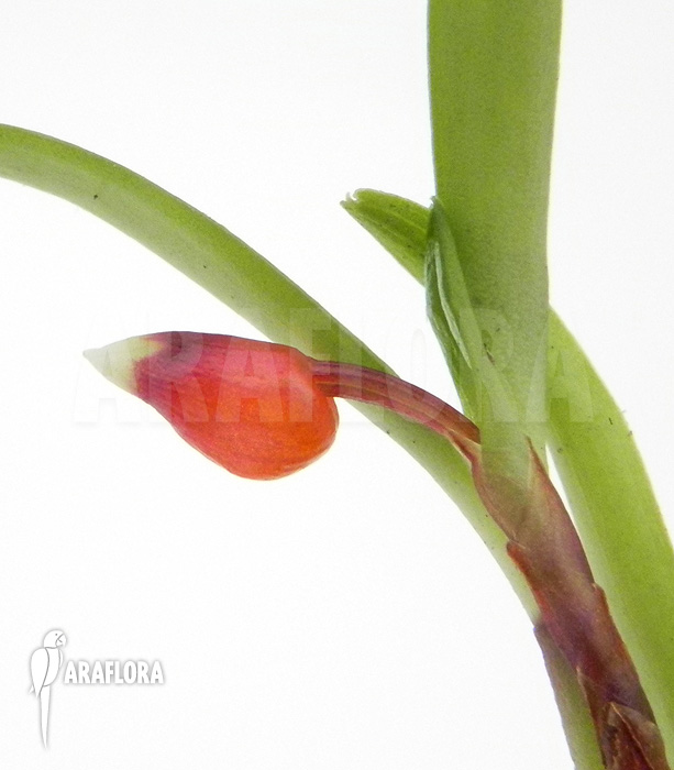 Mediocalcar bifolium