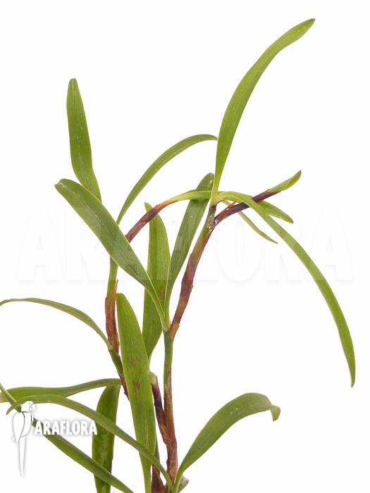 Mediocalcar bifolium