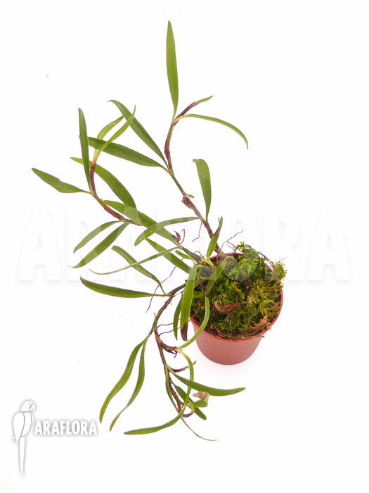 Mediocalcar bifolium