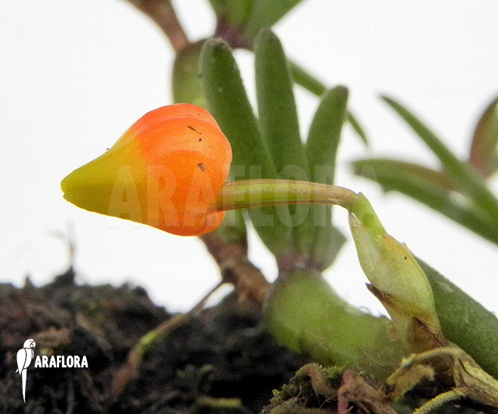 Mediocalcar decoratum