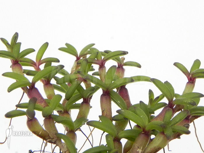 Mediocalcar decoratum flower