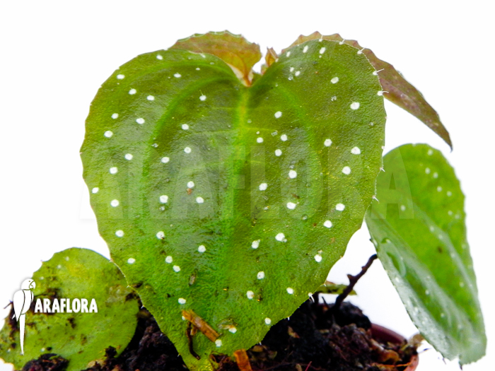 Melastomataceae species spotted