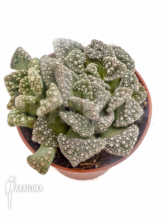 Mesembryanthemum hugo-schlechteri