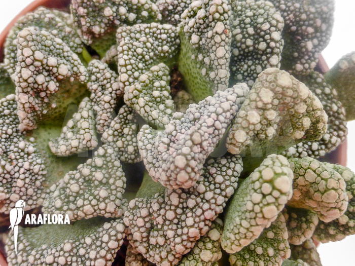 Mesembryanthemum hugo-schlechteri