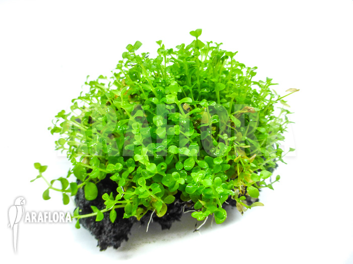 Micranthemum species ‚FV01‘