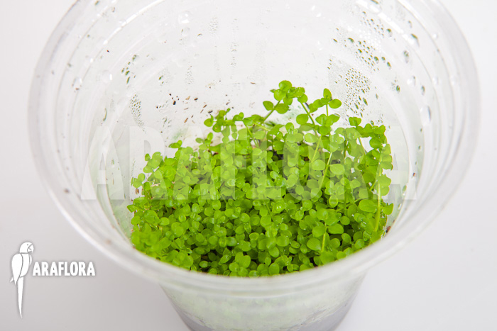 Micranthemum species ‚FV01‘