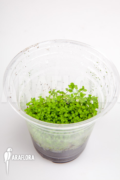 Micranthemum species ‚FV01‘