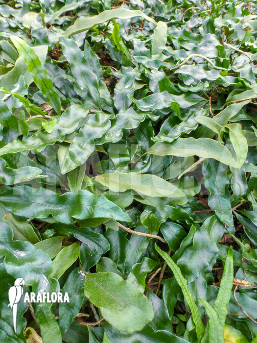 Microgramma lycopodioides