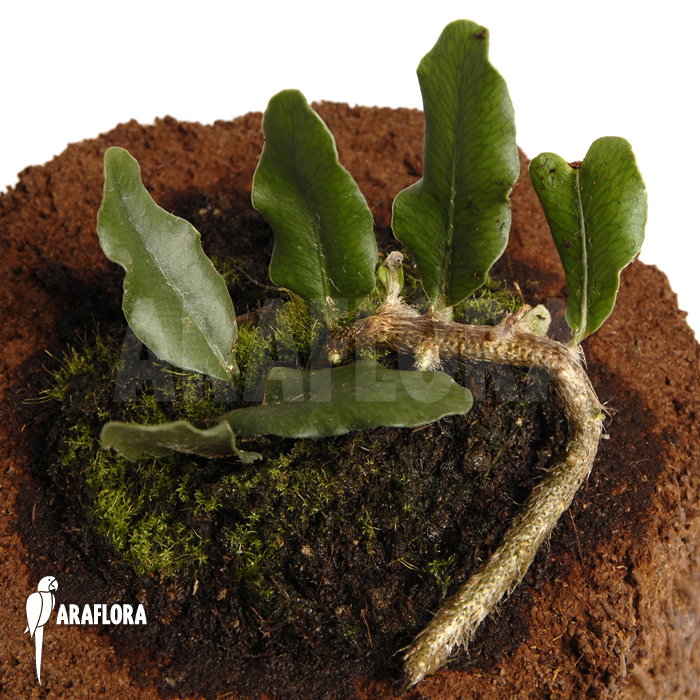 Microgramma squamulosa