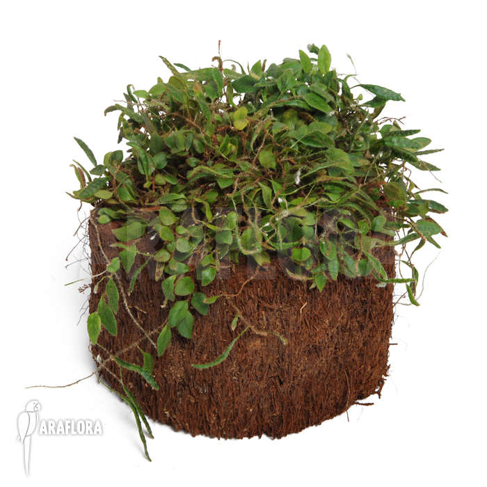 Microgramma tecta  var. nana