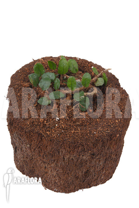 Microgramma vaccinifolia starter