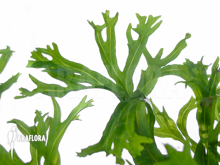 Microsorium crisped leaves