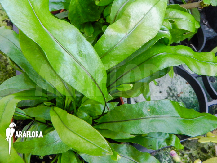 Microsorum diversifolium