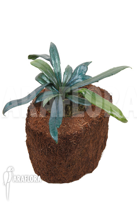 Microsorum steerei ‚Thailandicum‘