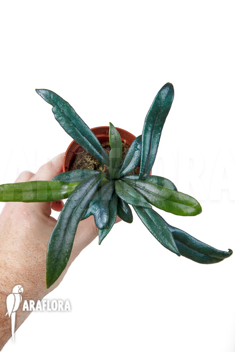 Microsorum steerei ‚Thailandicum‘