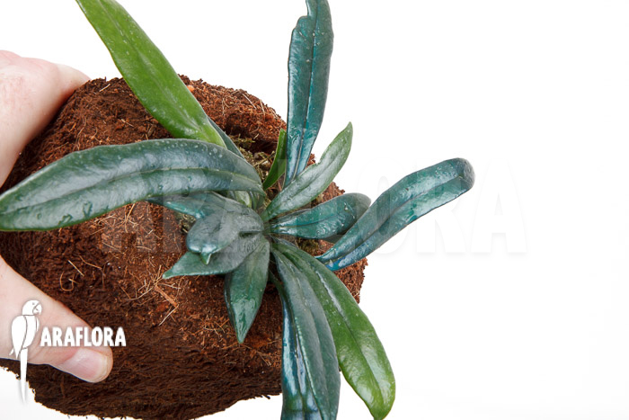 Microsorum steerei ‚Thailandicum‘