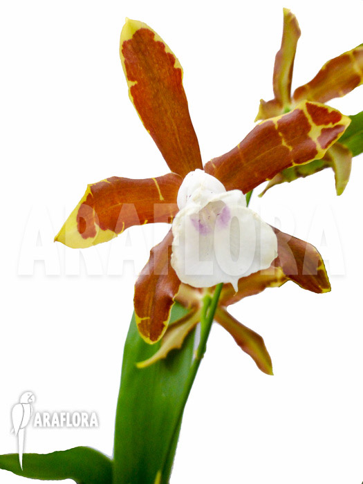 Miltonia candida